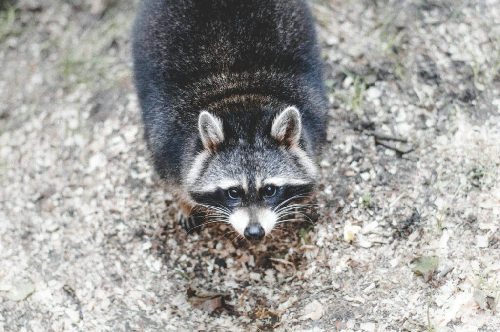 An inquisitive raccoon exploring its natural environment, showcasing its distinct facial markings.